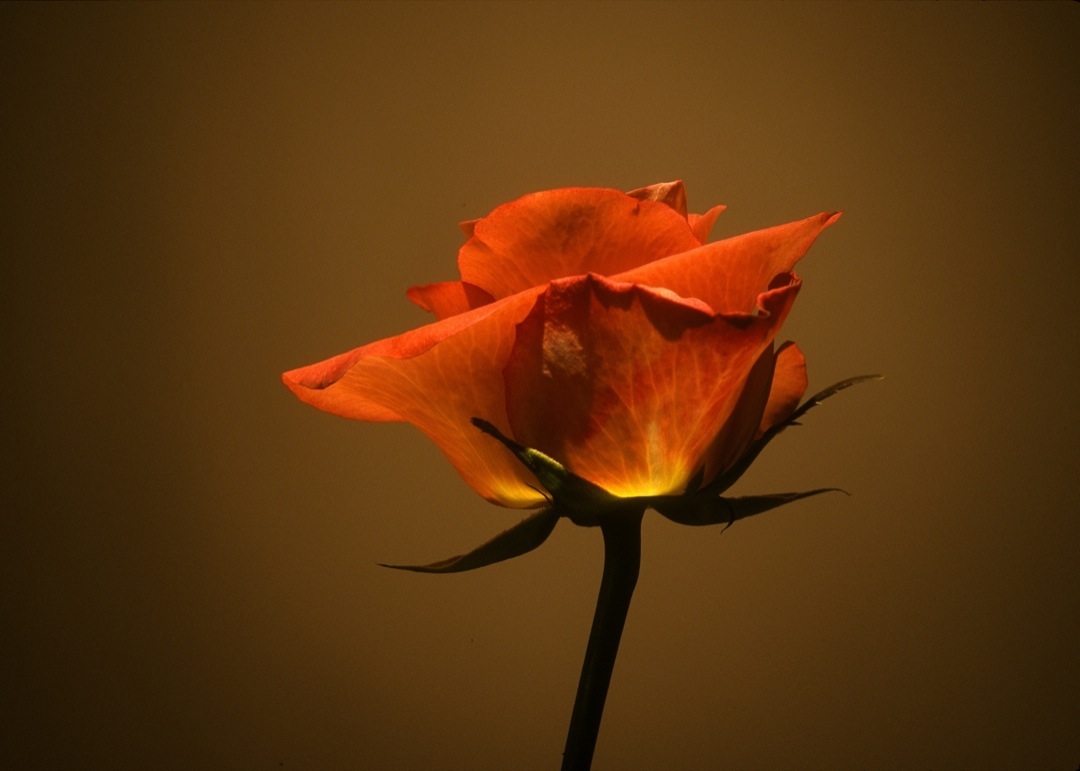 orange-rose-1-1080