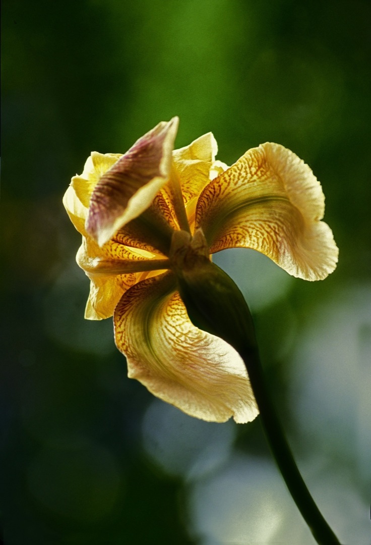 yellow-bearded-iris-2-1080