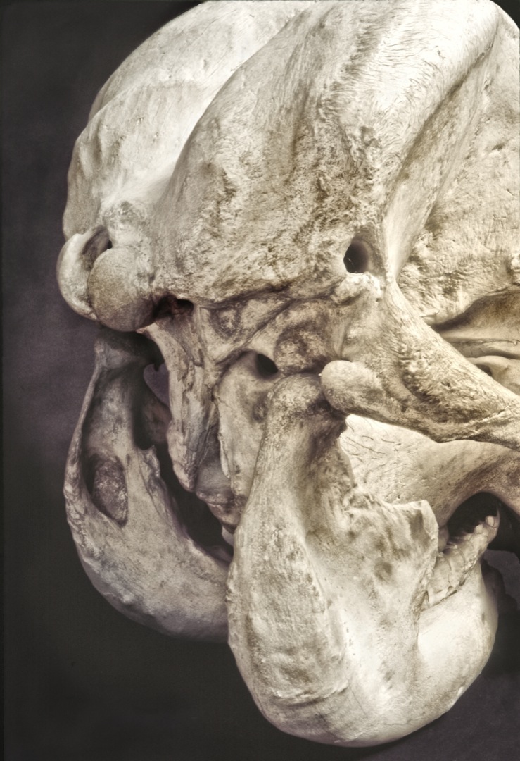 elephant-skull-25-1080