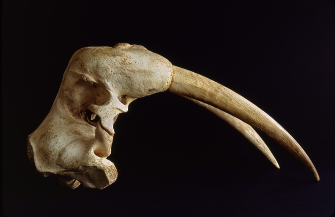 walrus-skull-1-1080